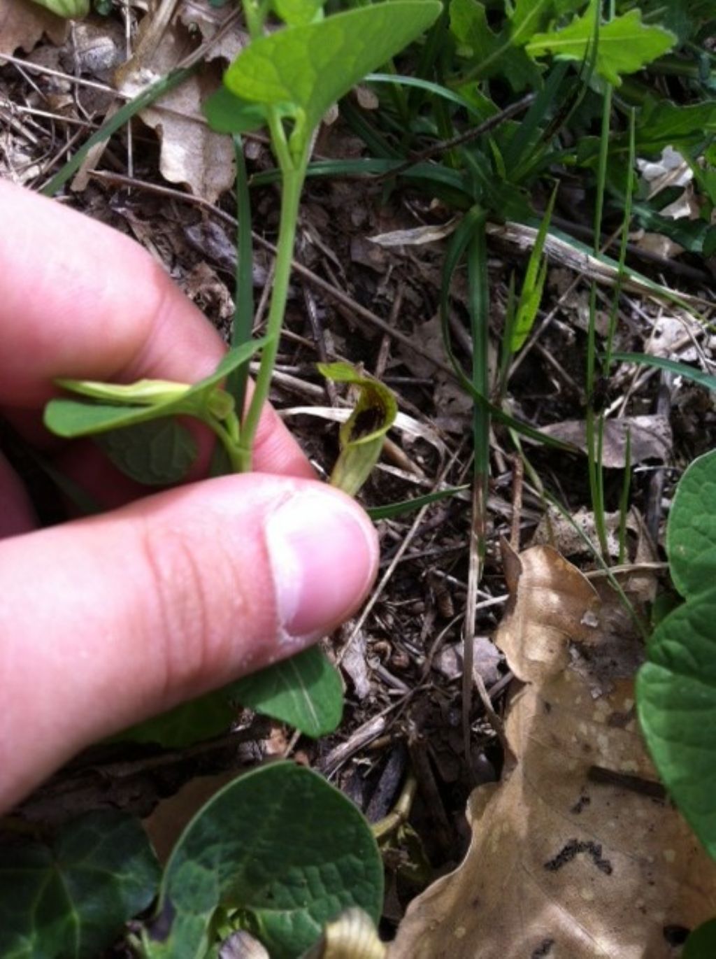 Aristolochia cfr. lutea (Aristolochiaceae)